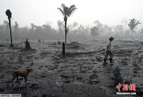 当地时间8月26日，巴西农民Aurelio Andrade走过亚马逊热带雨林被烧毁的地区。