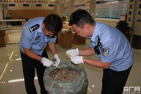 中越边境查获走私濒危动物制品海马干（央广网发海关部门供图）