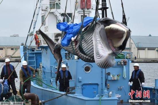 资料图：当地时间7月1日，日本北海道钏路港，一头刚刚被捕获的小须鲸被起重机吊到卡车上前往鱼肉市场。