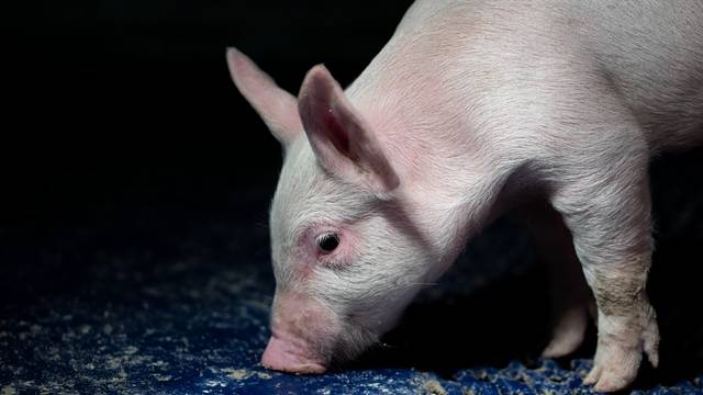 中国猪肉进口格局巨变 巴西有望成为最大受益国
