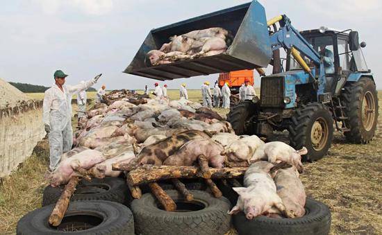  2010年8月26日，俄罗斯罗斯托夫地区，工人将患有非洲猪瘟的病猪屠宰后堆在一起准备焚烧（来源：视觉中国）
