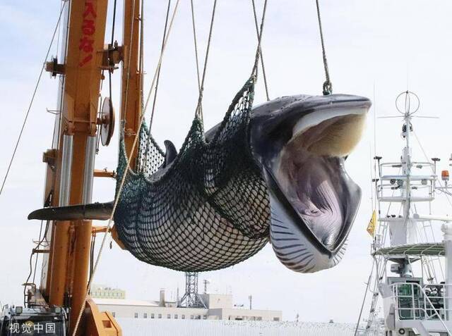 日本北海道沿海地区恢复小须鲸的捕杀
