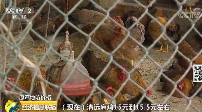 记者产地调查:鸡肉价格怎么走 还能愉快地吃鸡否?