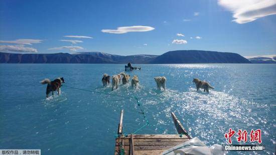 资料图：在格陵兰岛西北部，几只雪橇狗在冰川融化后形成的积水行走。