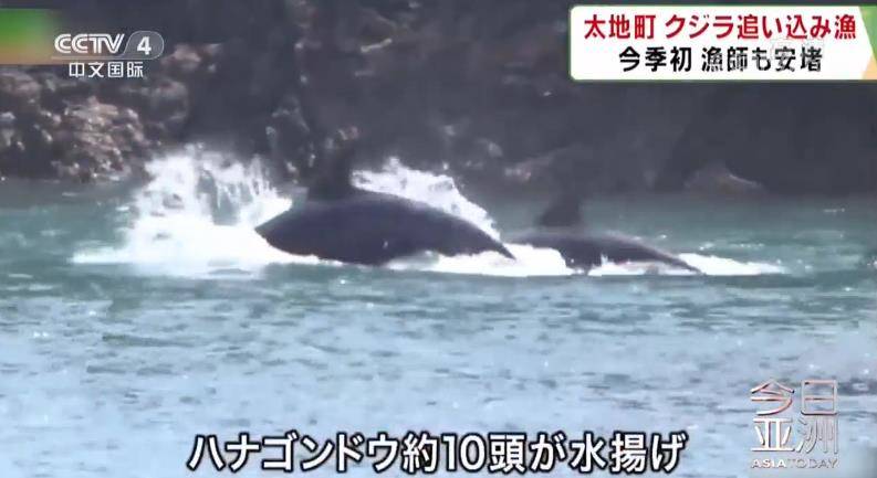 血腥！日本“海豚湾”进入捕猎季