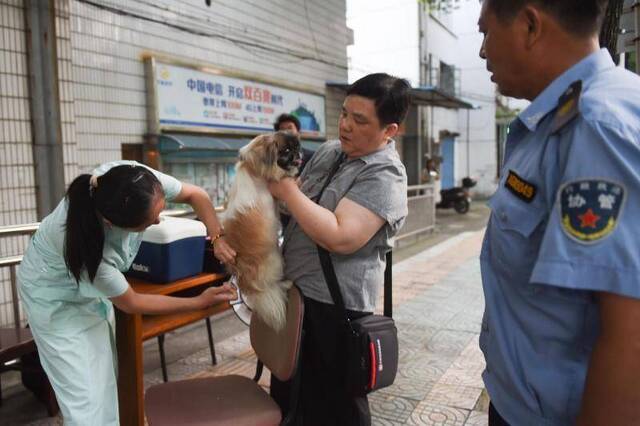 在嘉兴，20位“犬管办”队员和20000只狗