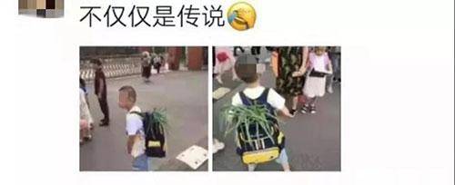 小学生背着葱上学乐坏网友：考不上清华对不起葱