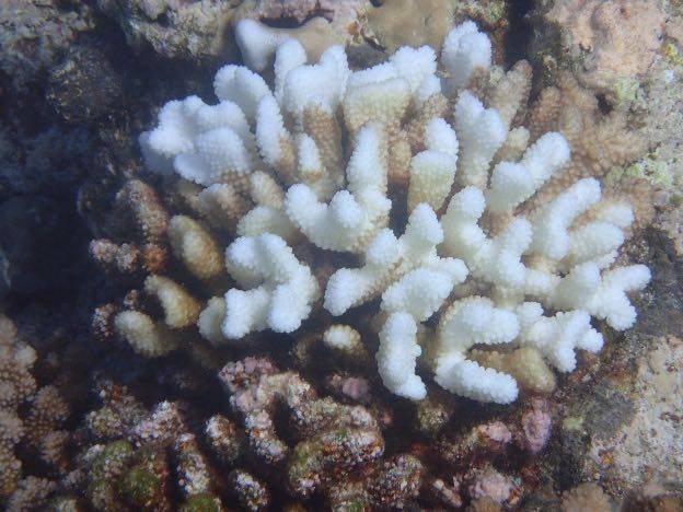 “魔鬼海星”不能吃，我们该如何对付这群“珊瑚杀手”？