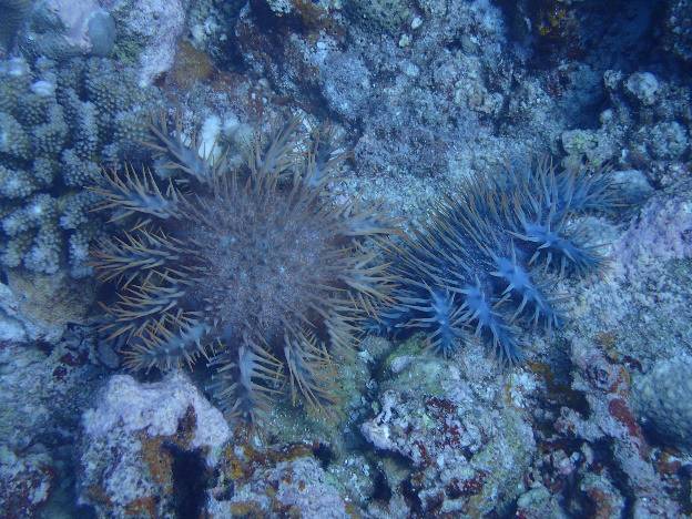 “魔鬼海星”不能吃，我们该如何对付这群“珊瑚杀手”？