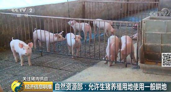 又一个国家部门出大招 猪肉价格啥时候能“稳”？