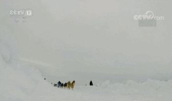 全球变暖 格陵兰岛的雪橇狗将面临“失业”的威胁