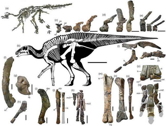 日本北海道Hakobuchi地层海相沉积中发现晚白垩世鸭嘴龙新属种Kamuysaurus japonicus