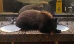 美国蒙大拿州一只小熊在酒店水槽里打瞌睡