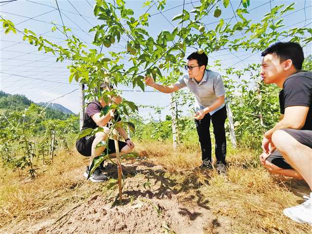 这个脱贫产业是怎样从无到有的