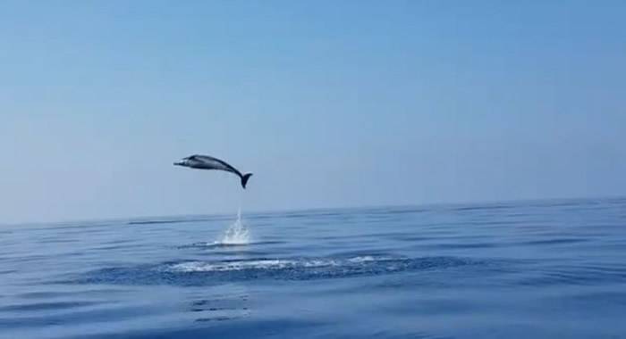海豚宝宝被渔网缠住获意大利渔民解救海豚妈妈不停地在海面翻滚跳跃表达谢意