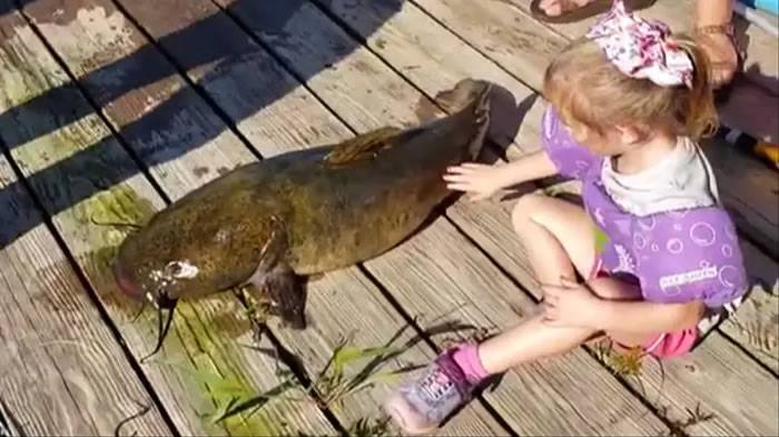 美国伊利诺伊州4岁女童用“玩具钓杆”钓起15公斤重巨型鲶鱼