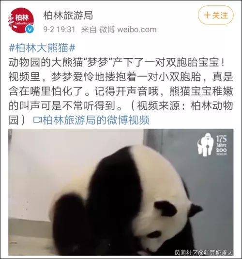 给熊猫宝宝取名“香港”？柏林动物园这样说