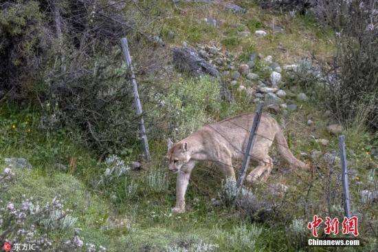 万幸！美8岁童遭美洲狮攻击英勇反击保住性命