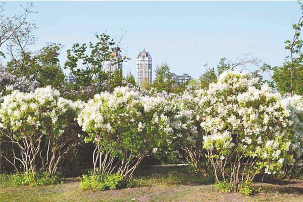 双节不必人挤人 家门口公园秋景正美