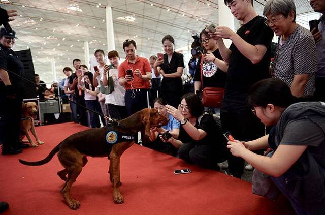 反恐宣传进机场旅客警犬“拔河”比赛