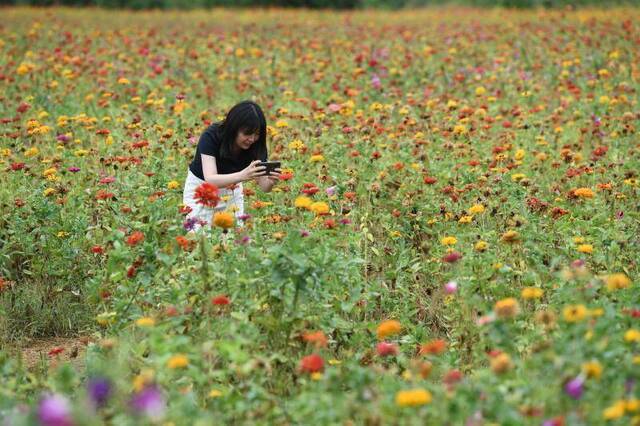 北京雨后 初霁怀柔花海美不胜收