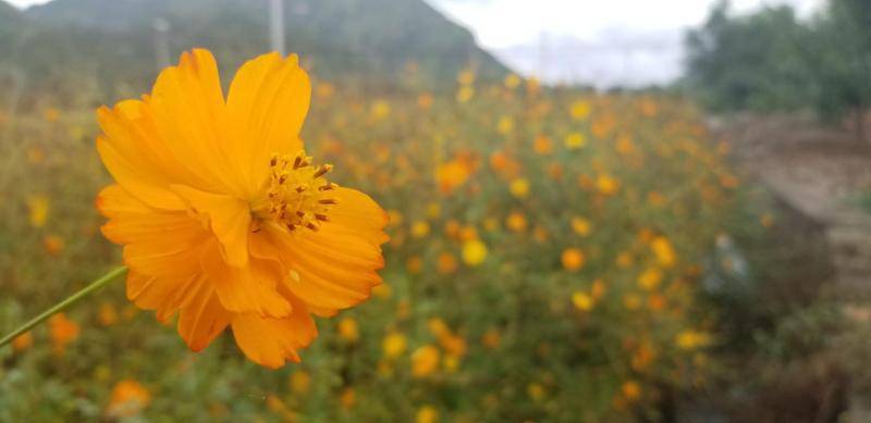 北京雨后 初霁怀柔花海美不胜收