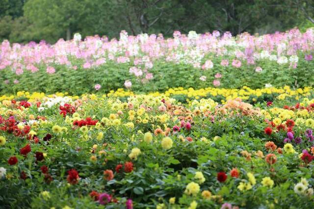 北京菊花文化节明开幕，60万鲜花将亮相植物园等六展区