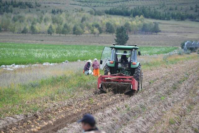 请查收！一幅来自沽源县土豆丰收的图景