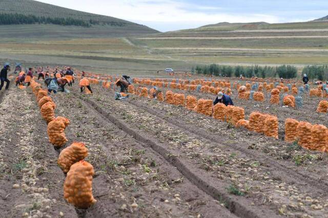 请查收！一幅来自沽源县土豆丰收的图景