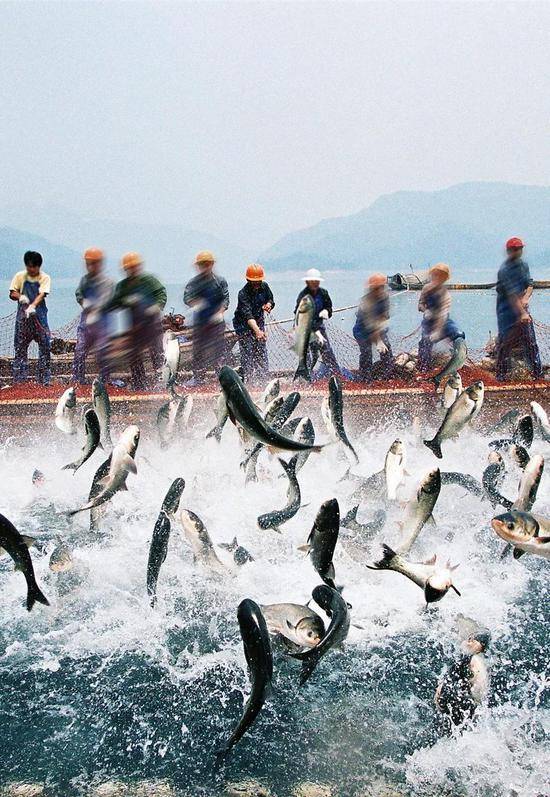 浙江千岛湖巨网捕鱼，图片来源@VCG