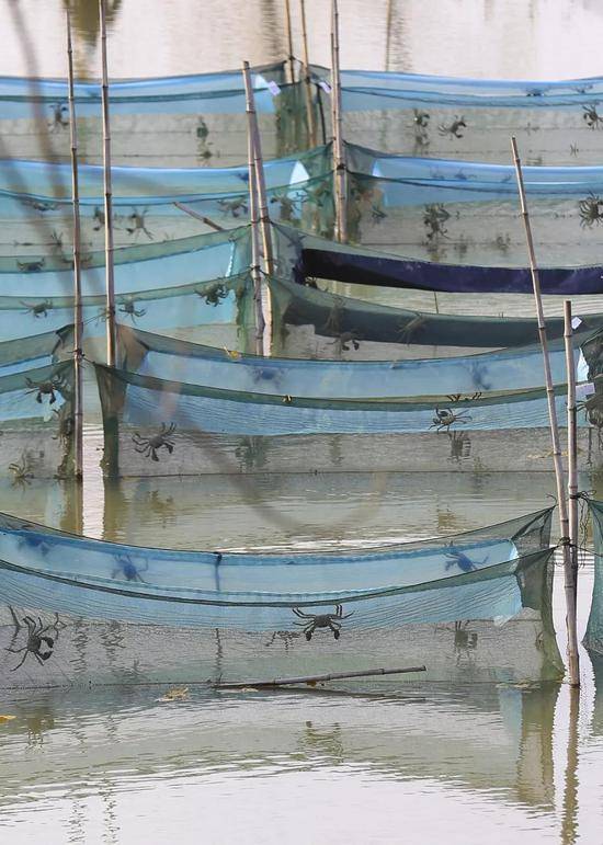 江苏淮安，网箱养殖螃蟹，图片来源@VCG