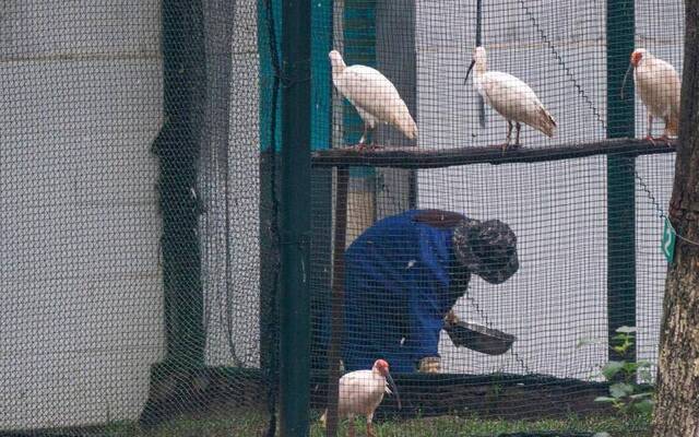 野生动物保护典范： 从7到3000，朱鹮保护之路