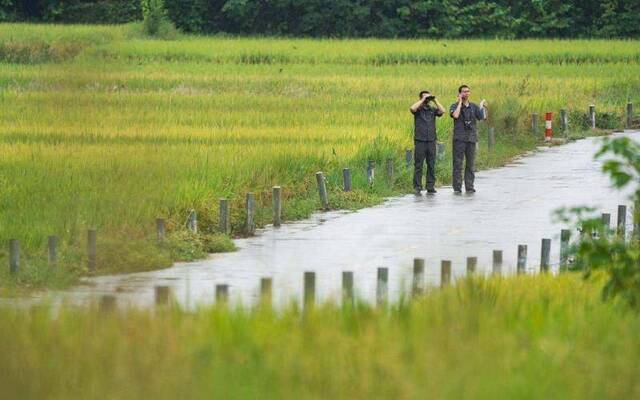 野生动物保护典范： 从7到3000，朱鹮保护之路