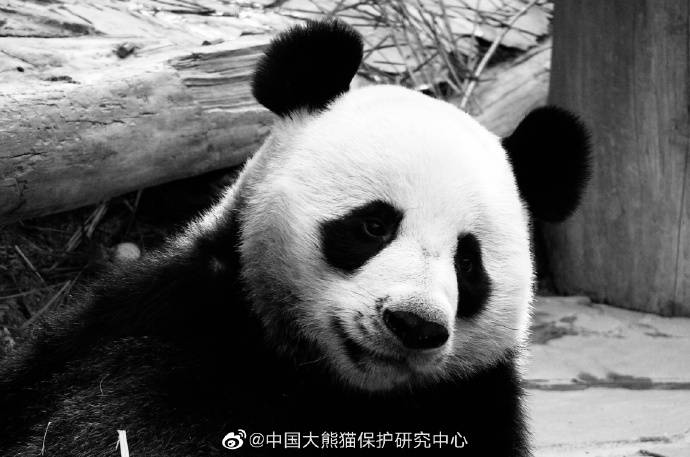 旅泰19岁大熊猫“创创”离世 死亡原因有待调查