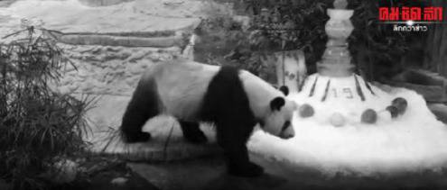 旅泰大熊猫死亡 保育员：就像自己的孩子去世一样