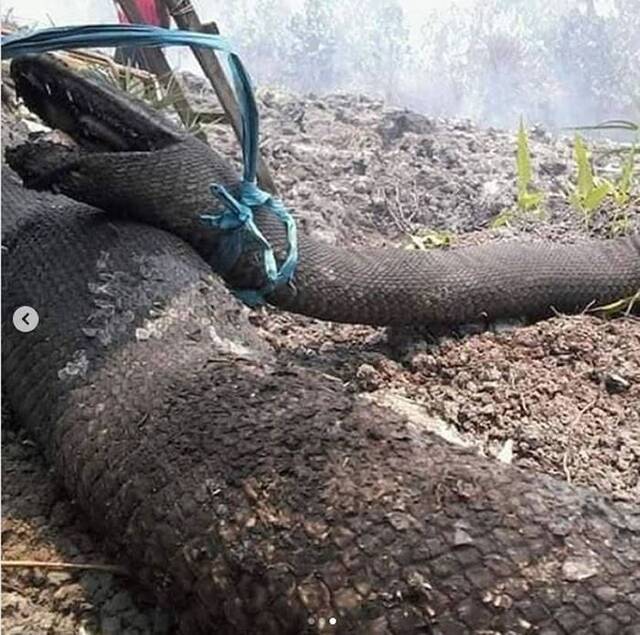 印尼婆罗洲岛加里曼丹森林大火不断巨蟒被烧成恐怖焦尸