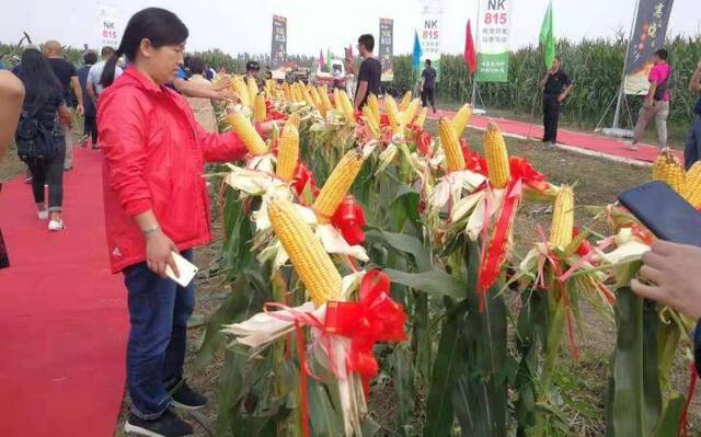 新品种夏玉米来了 能抗高温、大雨、冰雹