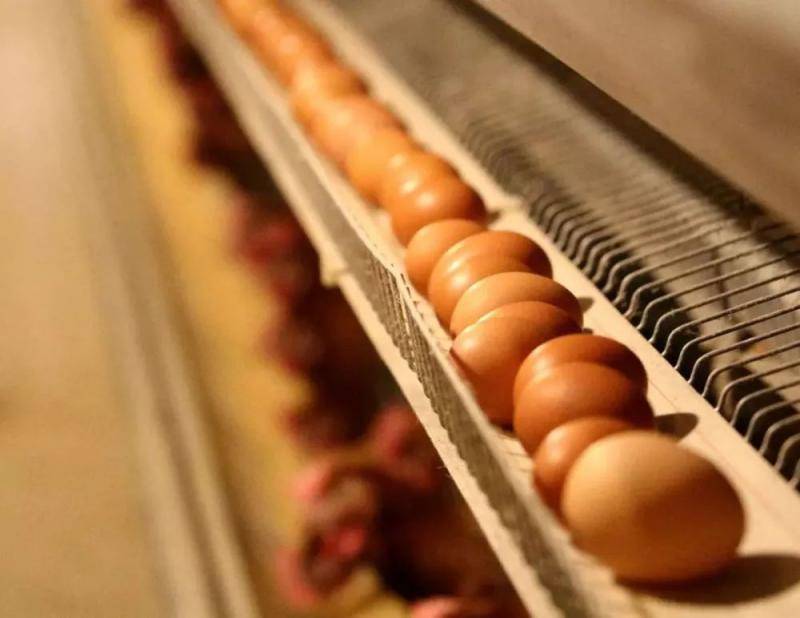 每年生产5660亿个鸡蛋 中国为什么能？