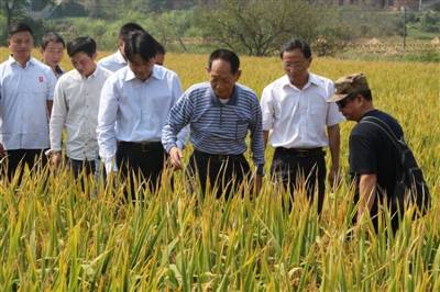 袁隆平行走在田间地头，察看“超级稻”情况资料图