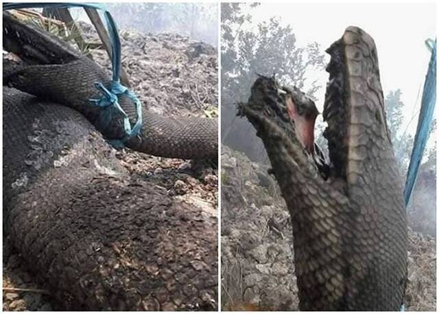 印尼加里曼丹及廖内省爆发大火林间巨型蟒蛇惨被烧至全身焦黑