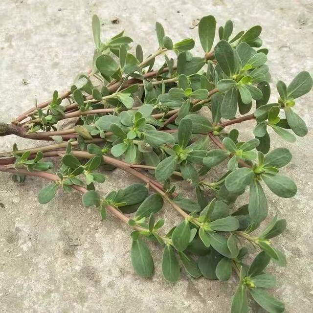 秋分吃秋菜让餐桌上添点新鲜的野苋菜