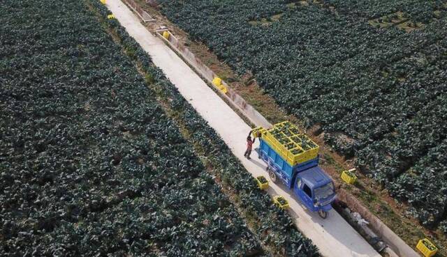 2018年11月3日，江苏响水县农民将采摘的西兰花装车，准备销往国内外市场。（新华社记者李雨泽摄）