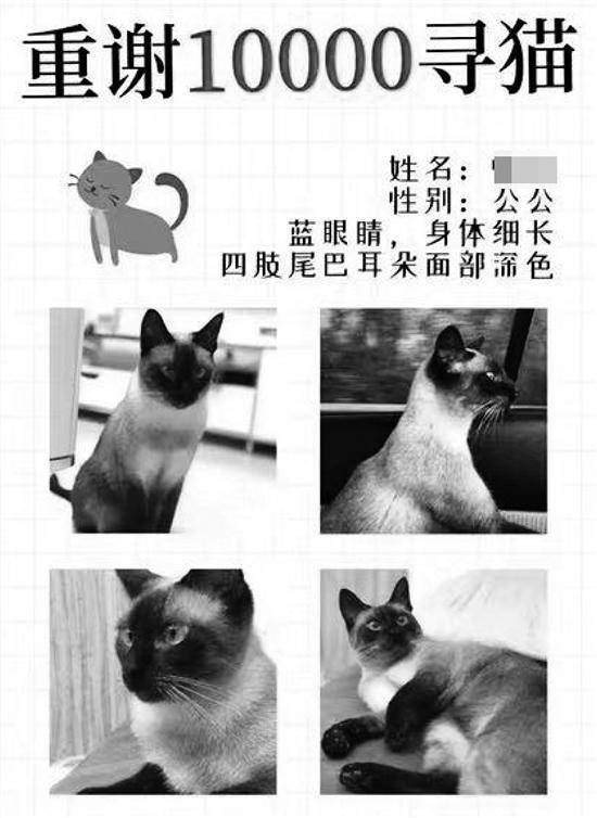 悬赏万元寻猫却“毁约”，丢了更重要的东西