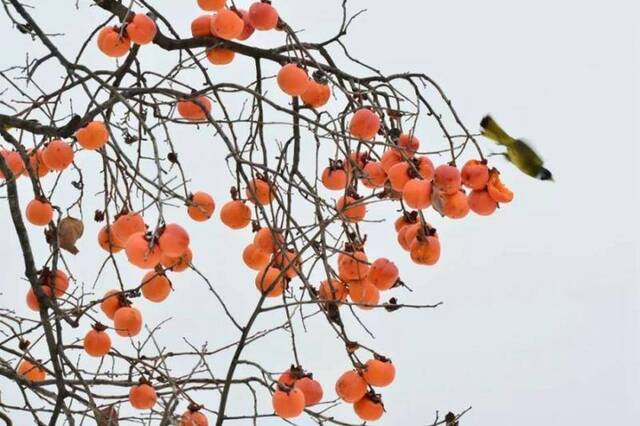 今日秋分丨颂声歌盛旦多黍乐丰年！