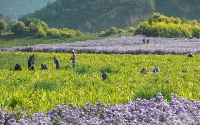 秋分曾是中秋节 也是古代丰收节