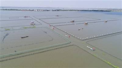 多艘捕蟹工作船正在阳澄湖水域作业。新京报拍者窦景立摄