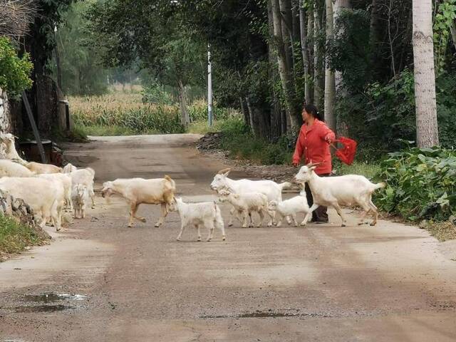 河北有个美丽的原始村庄村民住着古朴的石头房