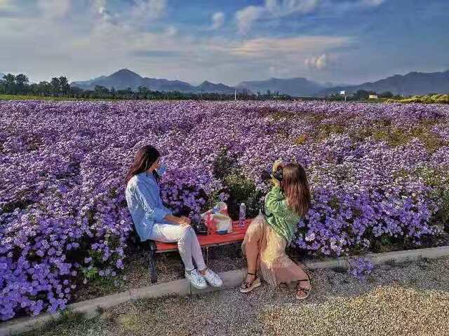 十三陵旁隐藏的花海竟有这么美