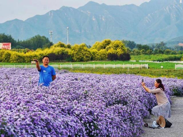 十三陵旁隐藏的花海竟有这么美