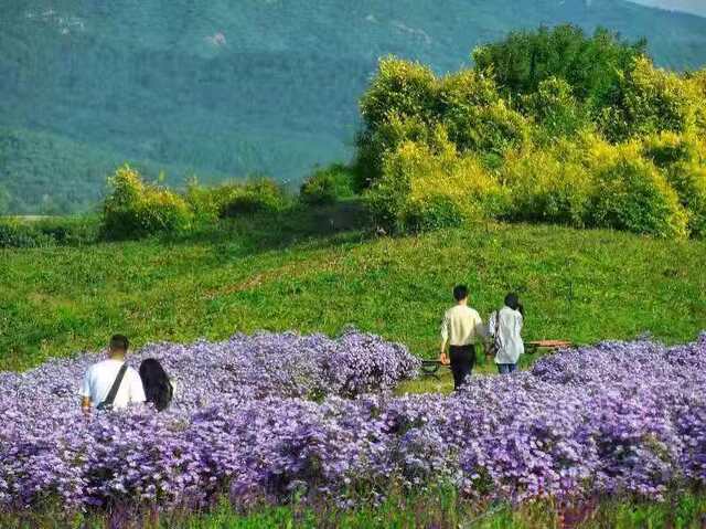 十三陵旁隐藏的花海竟有这么美